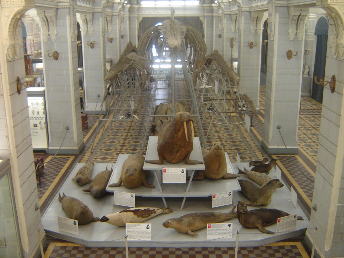 Зоологический музей в санкт петербурге фото
