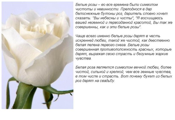 ✅ что означают белые розы подаренные мужчиной - cvetochki-yaroslavl.ru