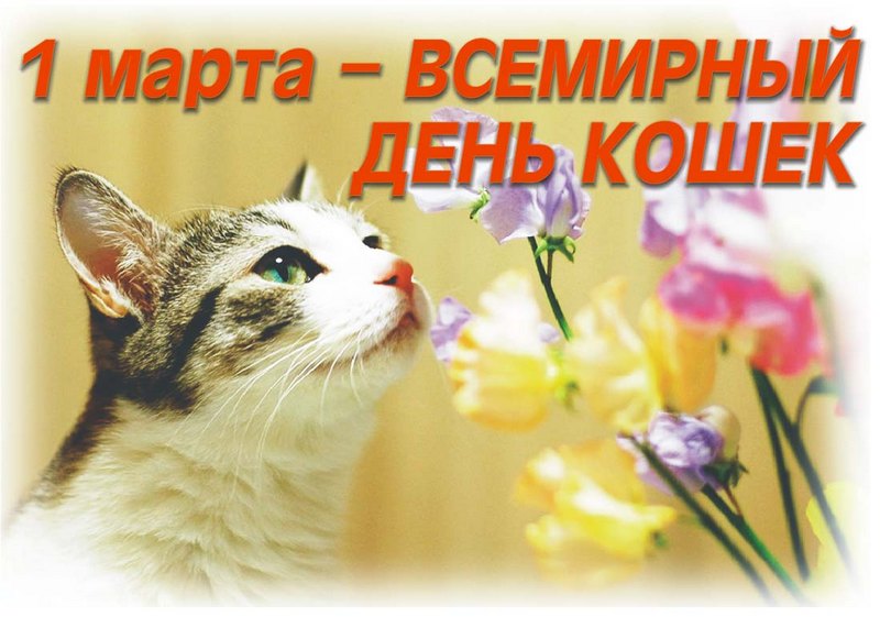День кошек: 1 марта или 8 августа ?