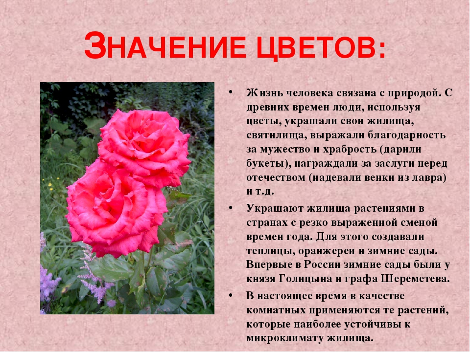 Роза - язык цветов - краски мира
 - 9 июня
 - 43344960137 - медиаплатформа миртесен