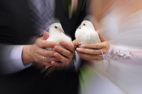 Предсказываем семейную жизнь по полету свадебных голубей