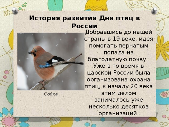 Международный день птиц. когда отмечают, история праздника, приметы | кто?что?где?