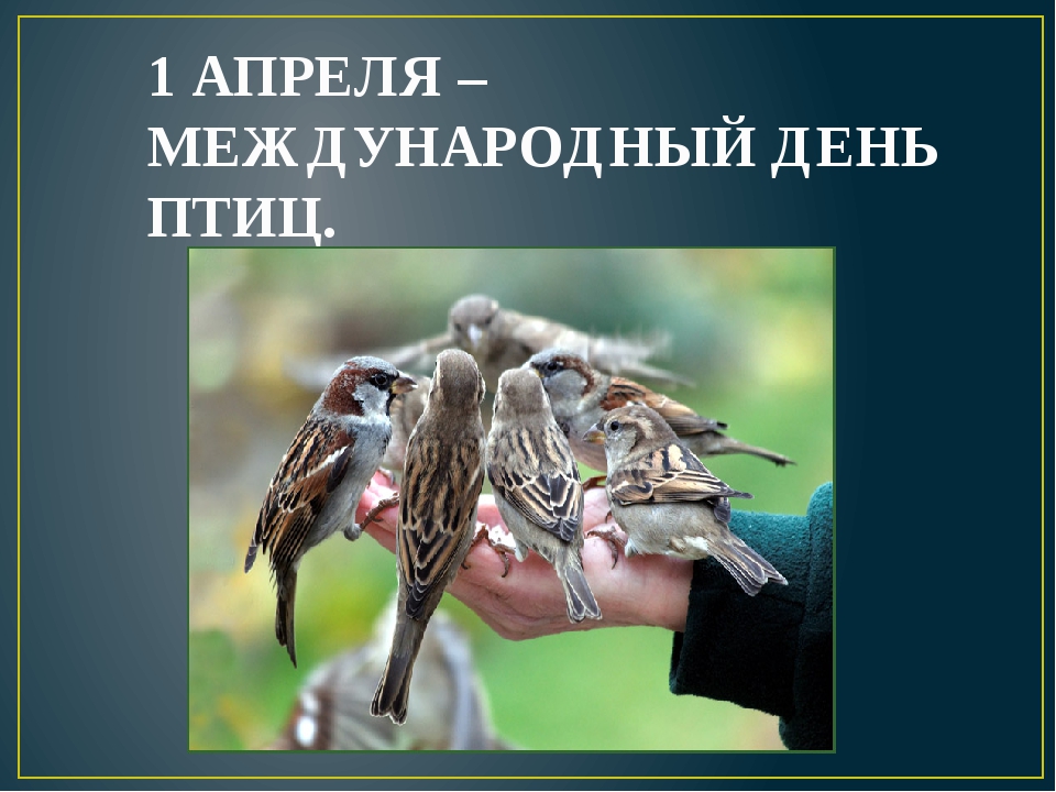 Всемирный день перелетных птиц