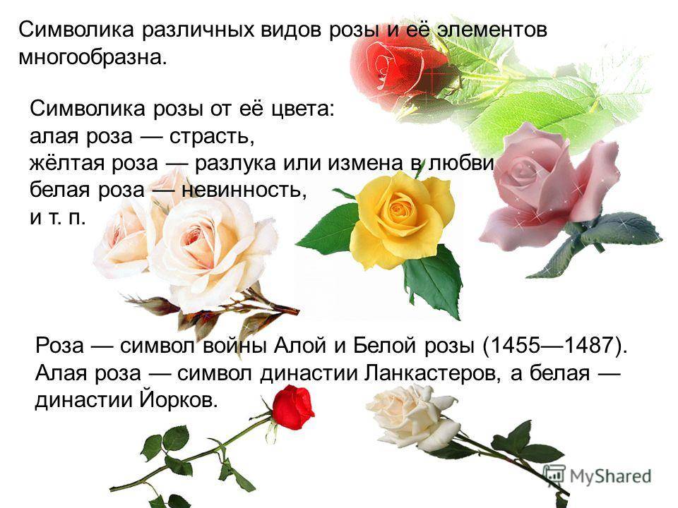 Как рассказать о чувствах, или цвет роз: значение и символы
как рассказать о чувствах, или цвет роз: значение и символы