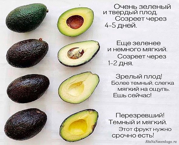 Авокадо: полезные свойства и применение в медицине и кулинарии