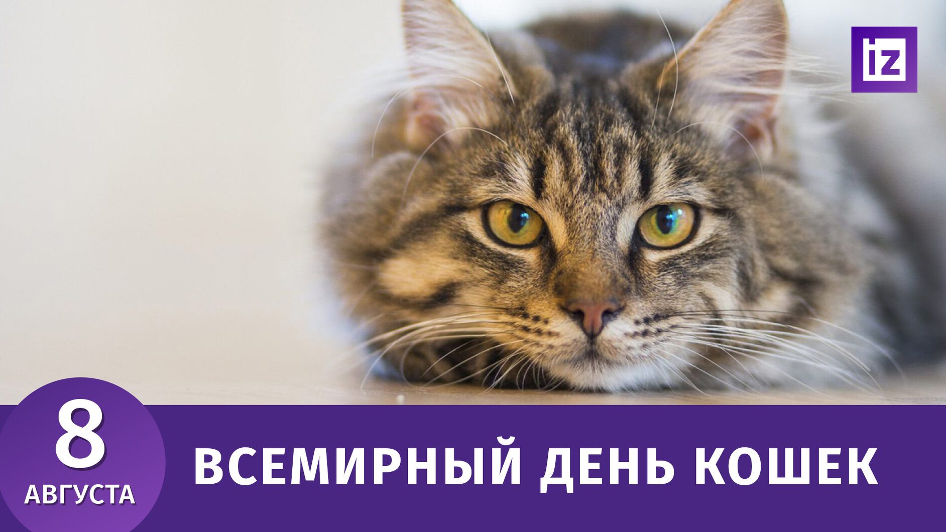 Всемирный день котов и кошек: всё о празднике