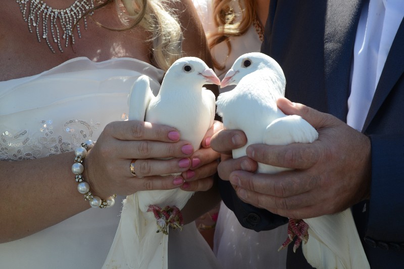 Когда и зачем выпускать голубей на свадьбе?
