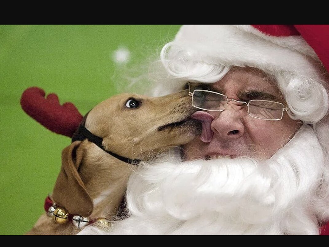 Новогодние сценки. новогодняя музыкальная сказка-экспромт к году собаки "дед мороз и пёс". «да я на этом деле собаку съел»