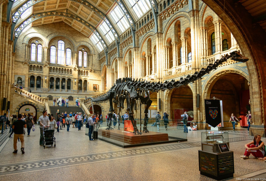 Музей естественной истории в лондоне: экспозиции, адрес, телефоны, время работы, сайт музея