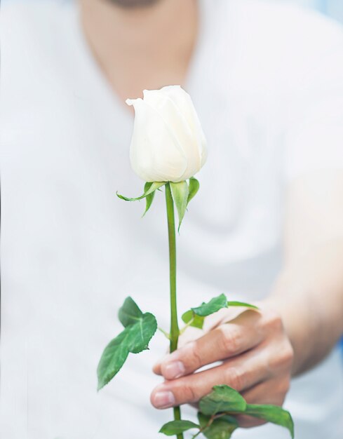 Что означают белые розы в подарок?