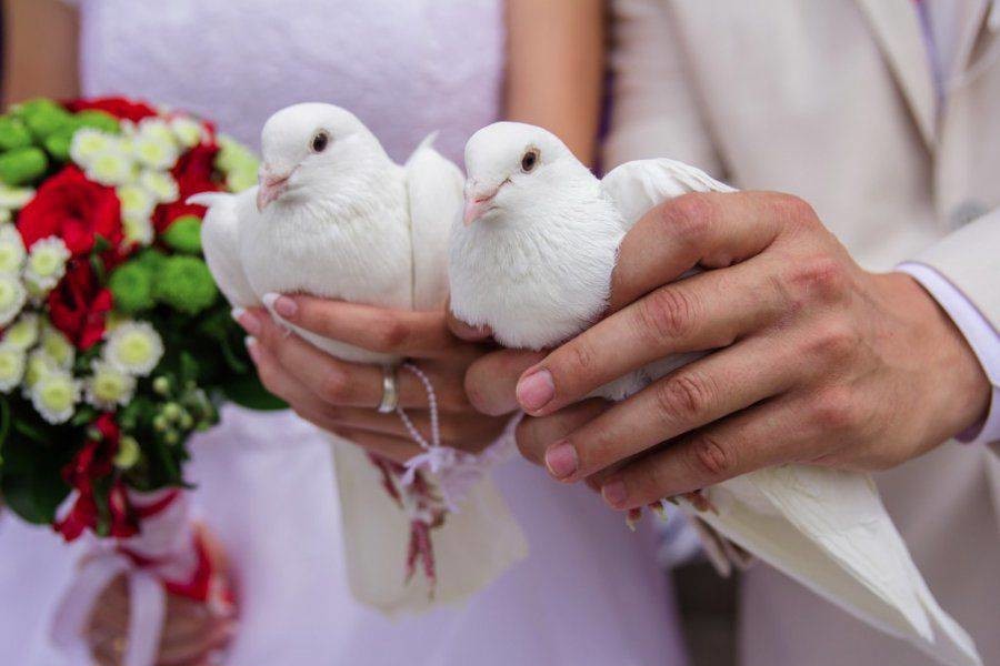 Приметы о белом голубе — предвестник счастья?