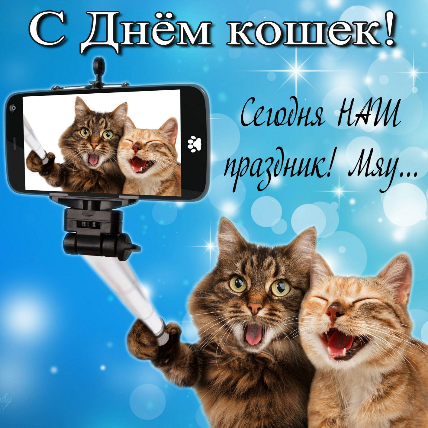 День кошек - всемирный, праздник 1 марта в россии, в других странах, как празднуется