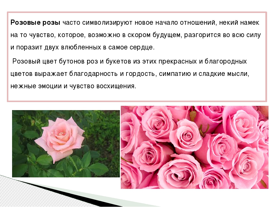 Язык цветов. что значит, когда мужчина дарит вам красную розу