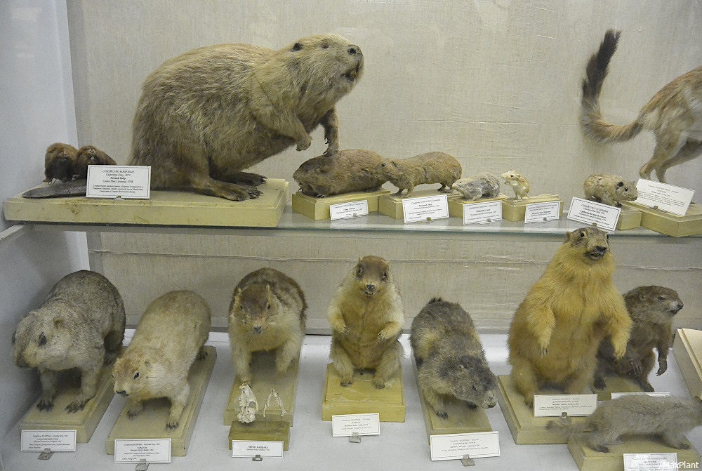 Зоологический музей описание и фото - россия - санкт-петербург: санкт-петербург
