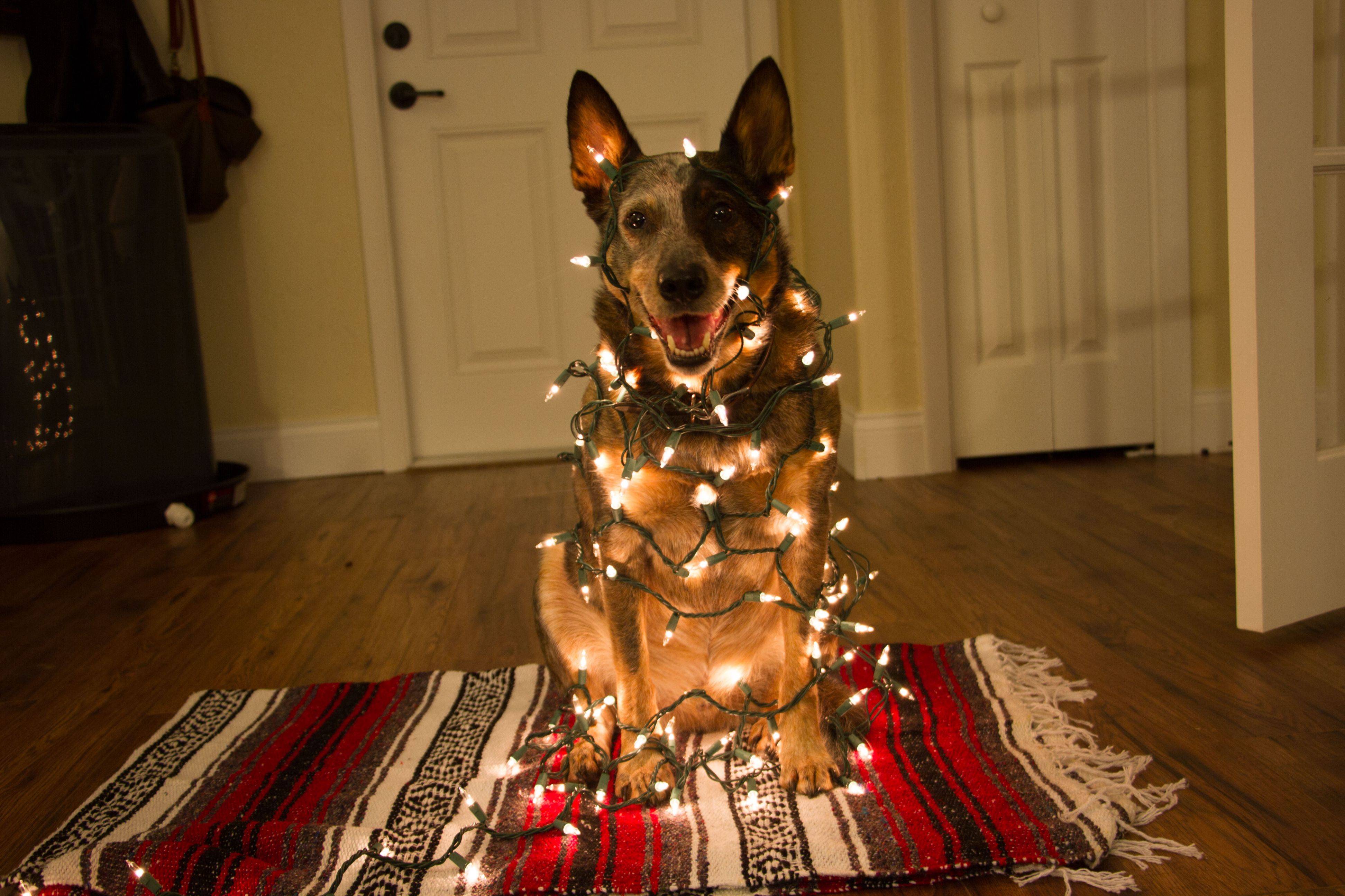Новогодние игры для дружеского или домашнего праздника "встречаем год собаки дома".
