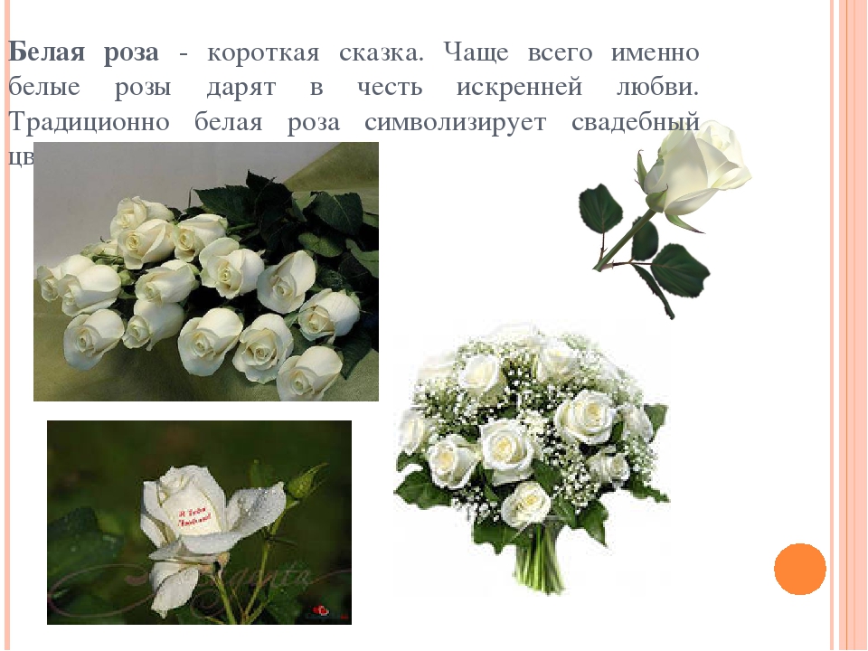 К чему дарят белые розы девушке, женщине по приметам, что они означают в подарок от парня, мужчины
