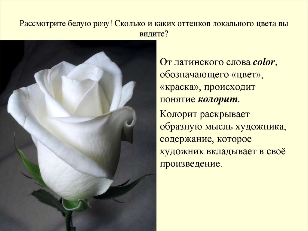 Магические свойства розы: значение цвета и количества роз в букете