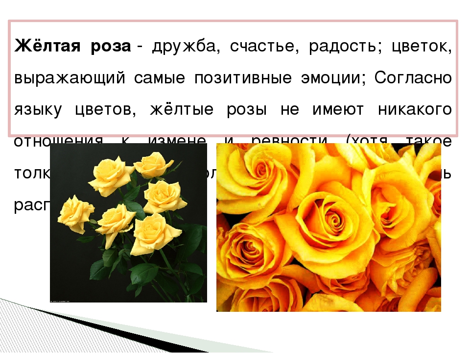 Примета - количество роз для подарка в букете и значение цвета