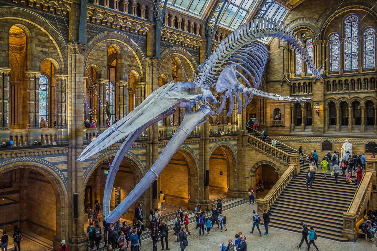 Британский музей в лондоне - история создания, экспонаты