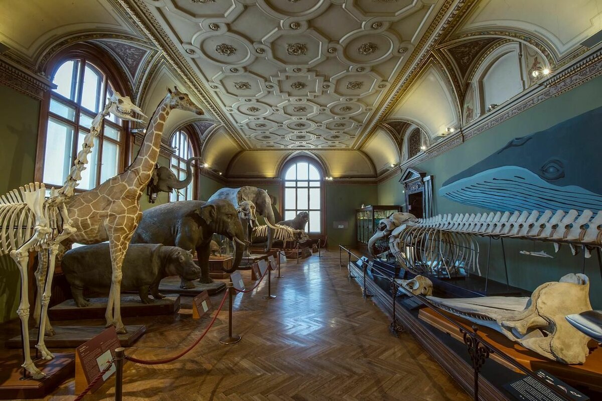 Музей естествознания в вене (naturhistorisches museum wien)