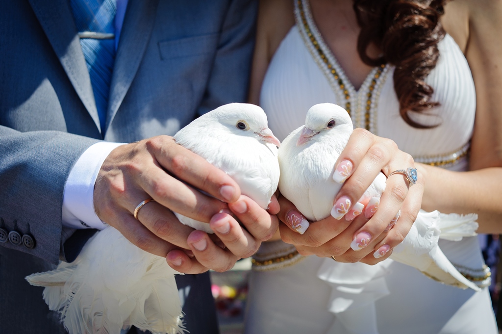 Выпуск голубей на свадьбу: зачем выпускают птиц, символом чего они являются, как правильно организовать запуск белых голубей и фотосессию с ними