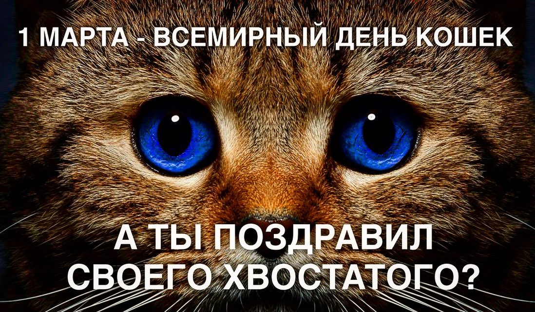 День котов и кошек в россии