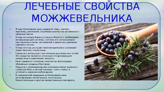 Можжевельник, свойства, польза, применение, простые рецепты - ninapozyabina.ru