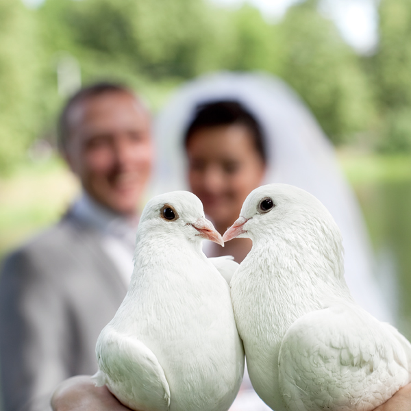 Традиция выпускать голубей на свадьбе - свадебный портал wewed.ru