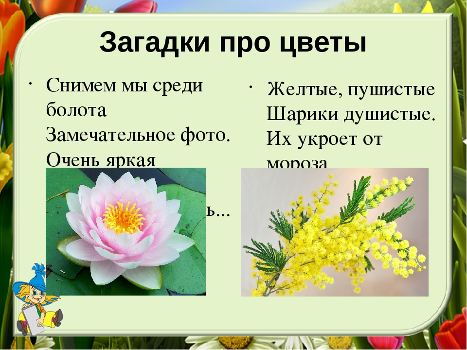 Магия биологии: загадки про весенние майские цветы